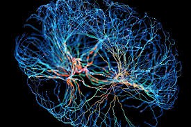 Neuroplastičnost i terapija zrcala